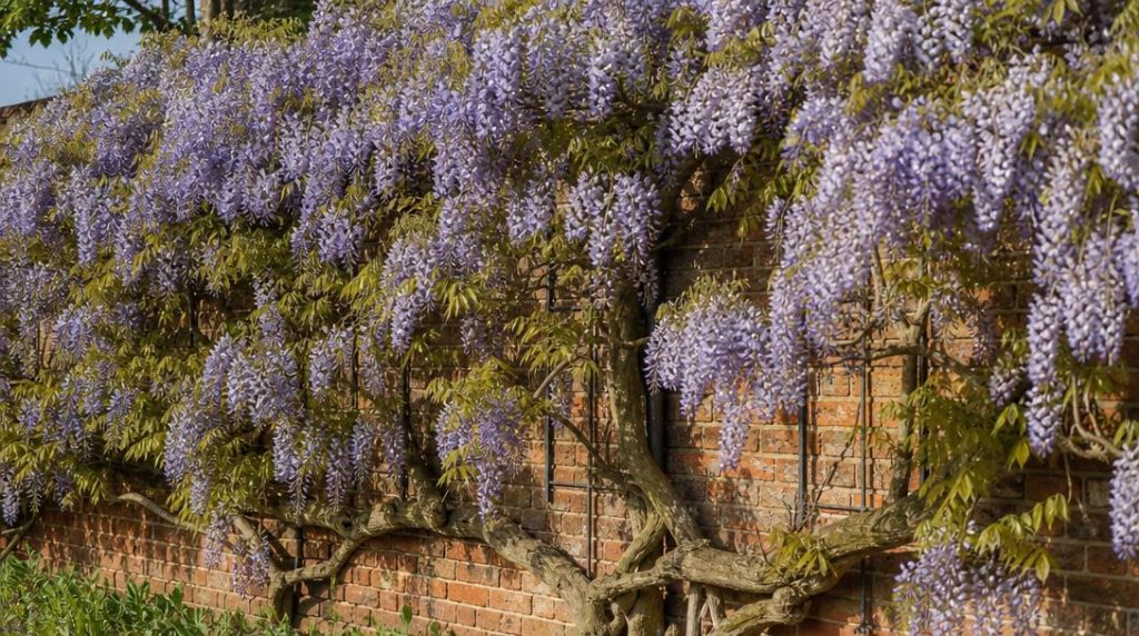 Glycine bleue fleurie contre un mur ensoleillé