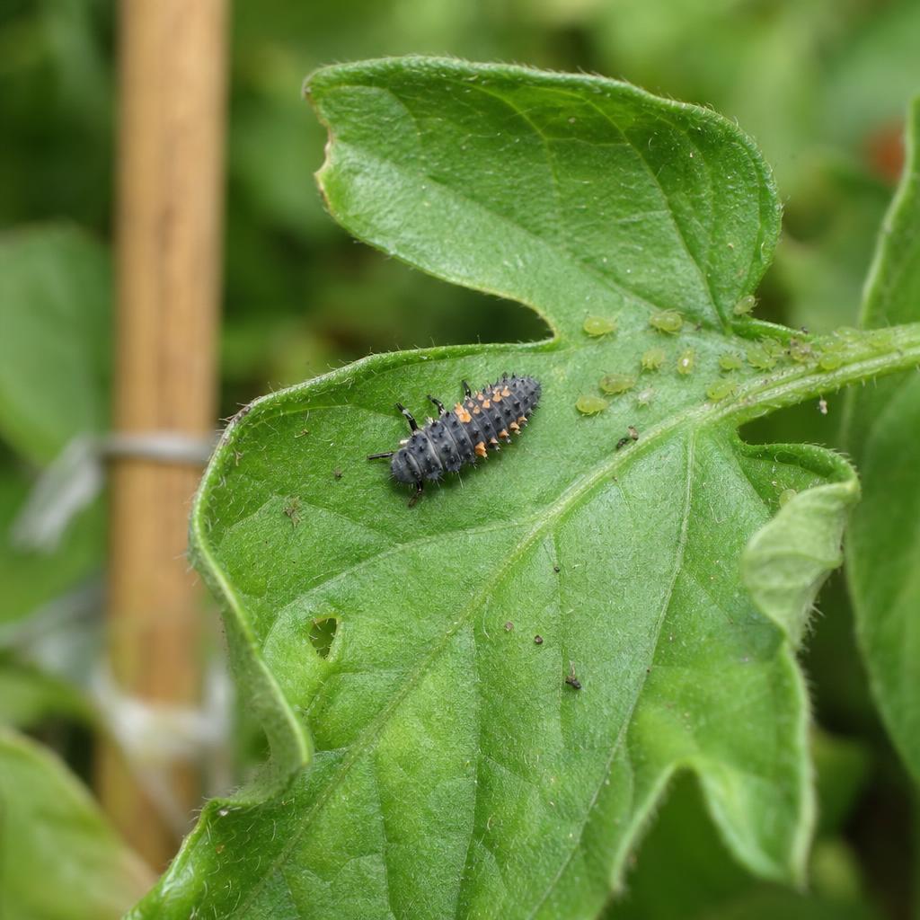 Larve de coccinelle près de pucerons sur tomate