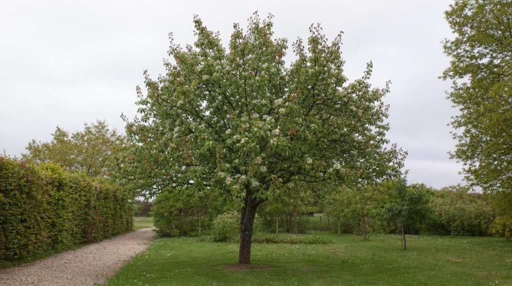 Poirier au jardin avec pousses brunies et feu bactérien