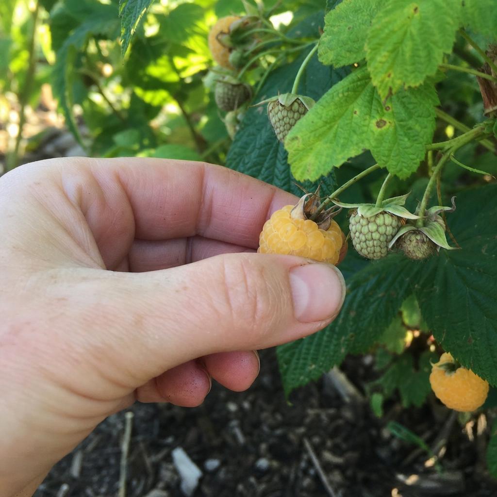 Main cueillant une framboise jaune mûre sur la canne