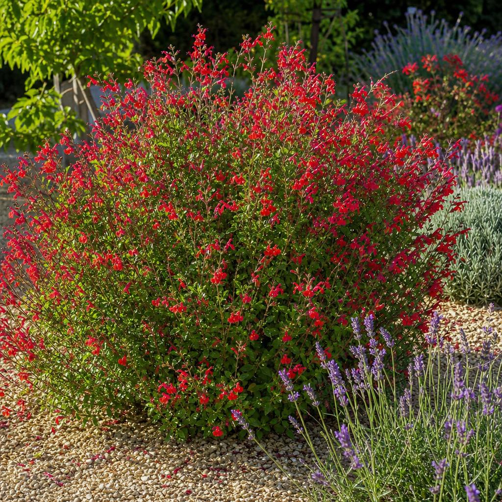 Sauge arbustive rouge en floraison dans un massif