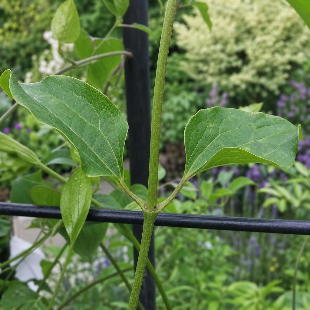 Tige saine de clématite avec nœud et feuilles vertes
