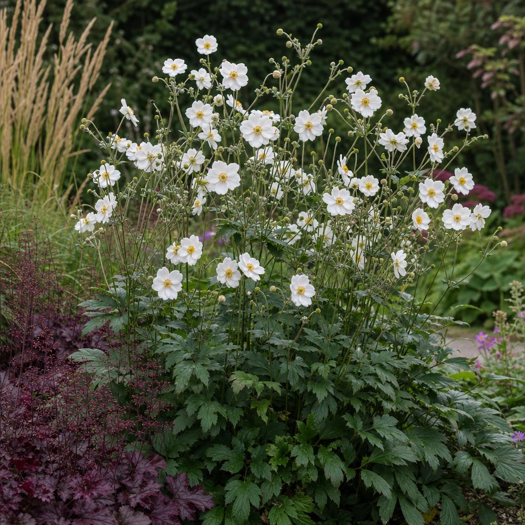 Fleurs blanches d’Honorine Jobert au-dessus du feuillage