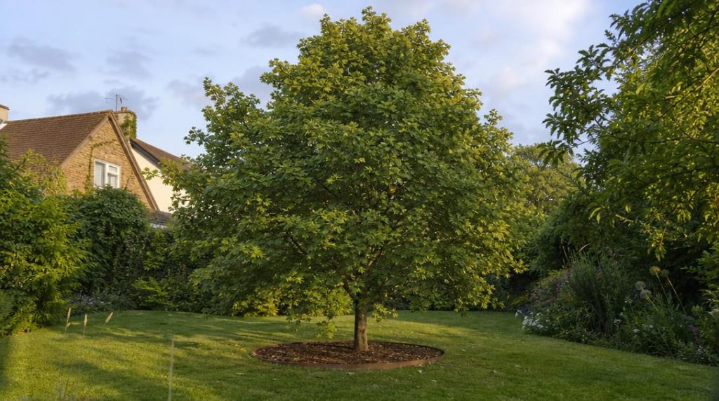 Bordure autour d'un arbre dans un jardin paysager