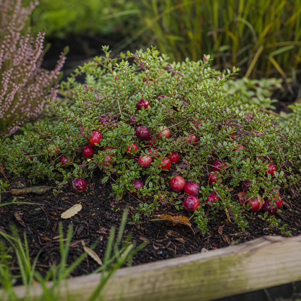 Canneberge rampante portant des fruits rouges sur sol frais