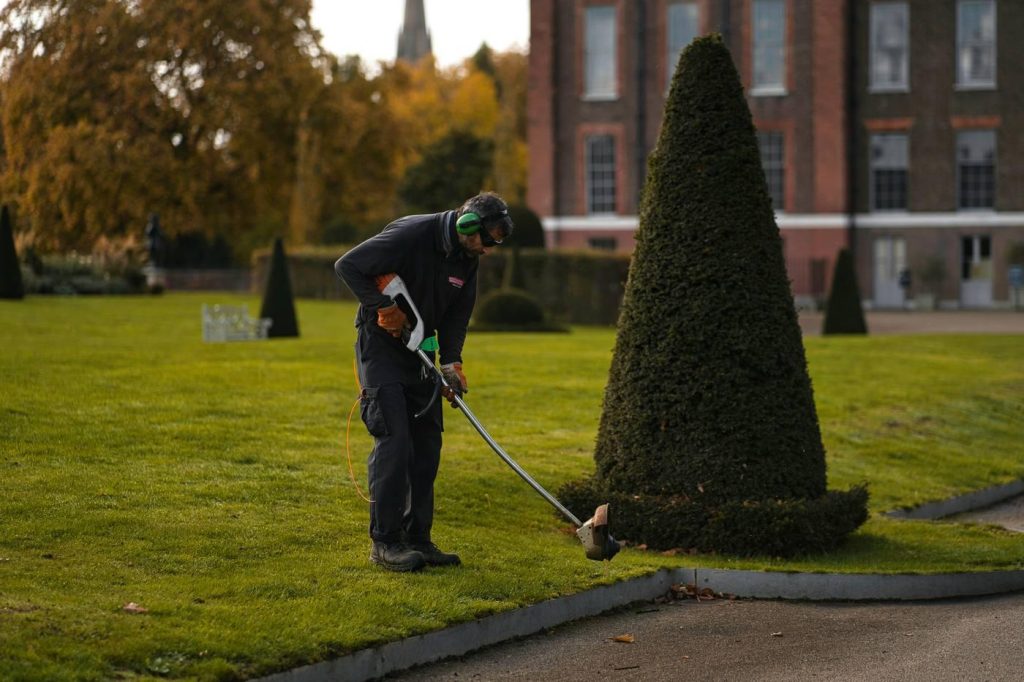 Jardinier au travail avec un outil de taille sur une pelouse, près d'un if taillé en cône