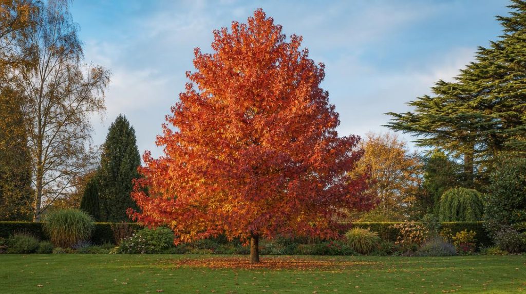 Copalme Worplesdon aux feuilles orange et rouges