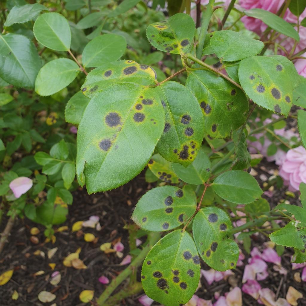 Feuilles de rosier avec taches noires et auréoles jaunes